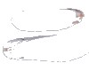 中药大全